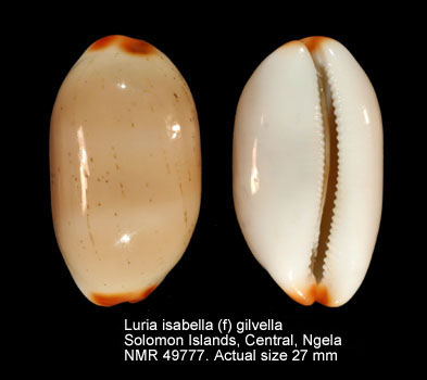 Luria isabella (f) gilvella.jpg - Luria isabella (f) gilvellaLorenz,2002